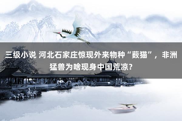 三级小说 河北石家庄惊现外来物种“薮猫”,非洲猛兽为啥现身中国荒凉?